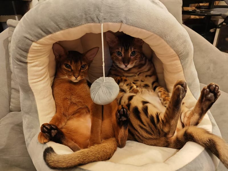 Welcome! Come meet Jason and JARVIS post image